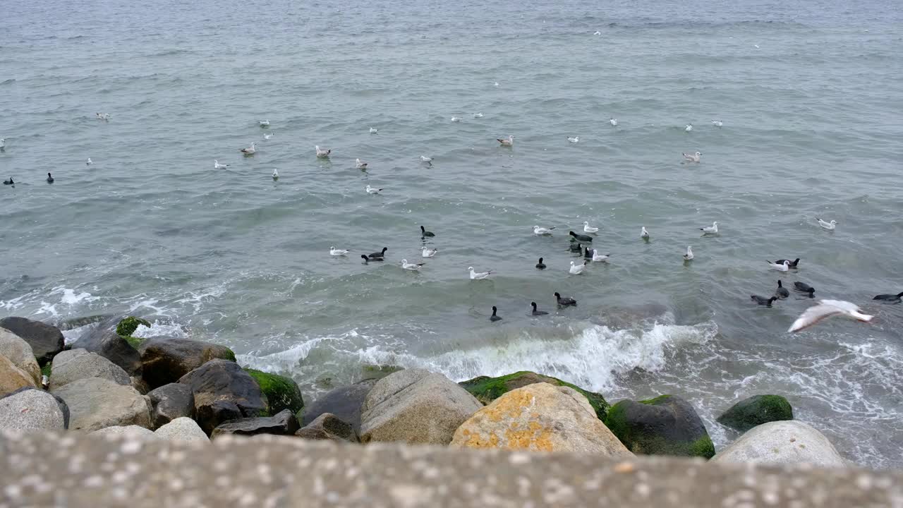 海鸥，黑鸬鹚游在绿松石般的大海里视频素材