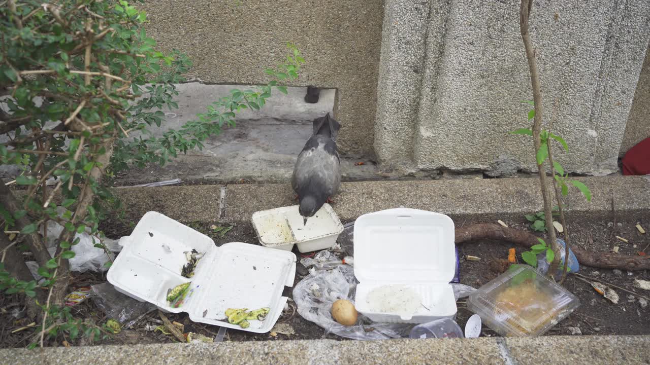 鸽子在地上吃丢弃的食物视频素材