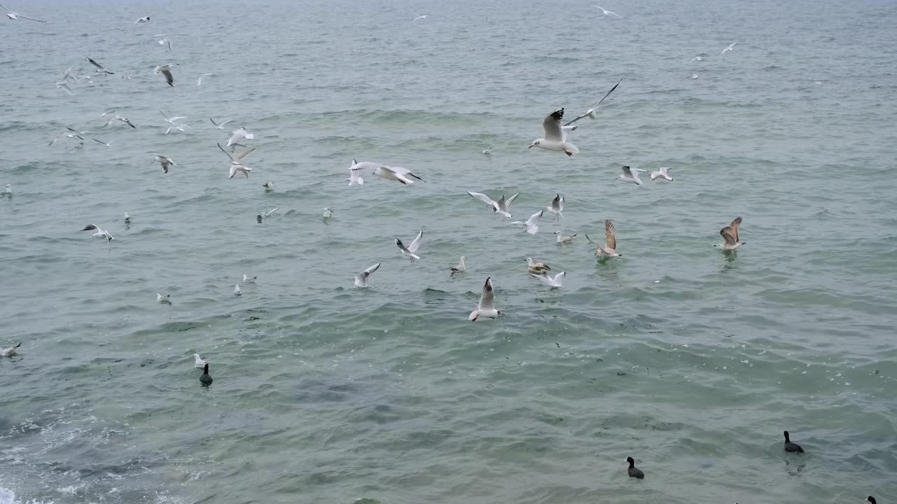 海鸥，黑鸬鹚游在绿松石般的大海里视频素材