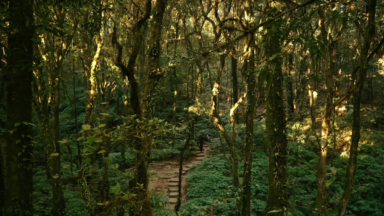 泰国清迈省吉美潘的热带雨林景色视频素材