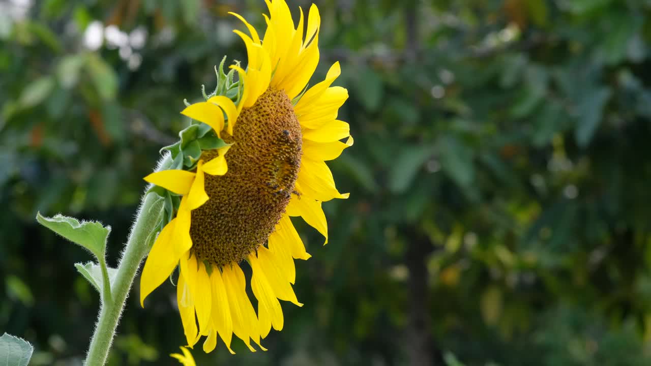 蜜蜂从向日葵花粉中采集花蜜视频下载