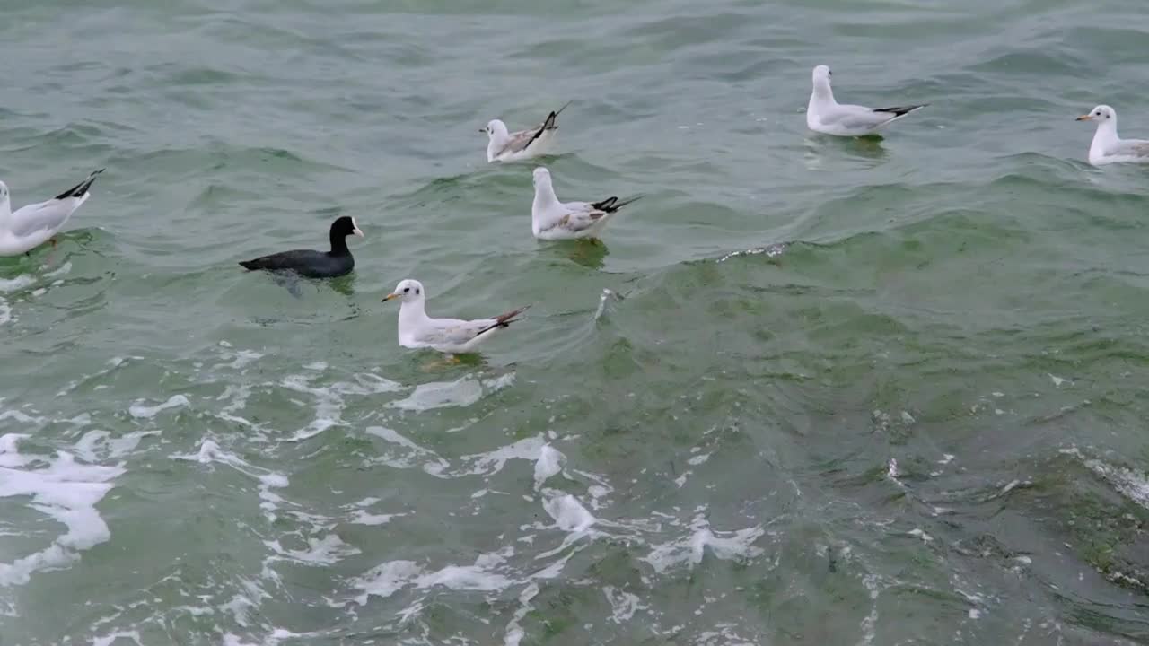 慢动作视频。海鸥，黑鸬鹚游在绿松石般的大海里视频素材