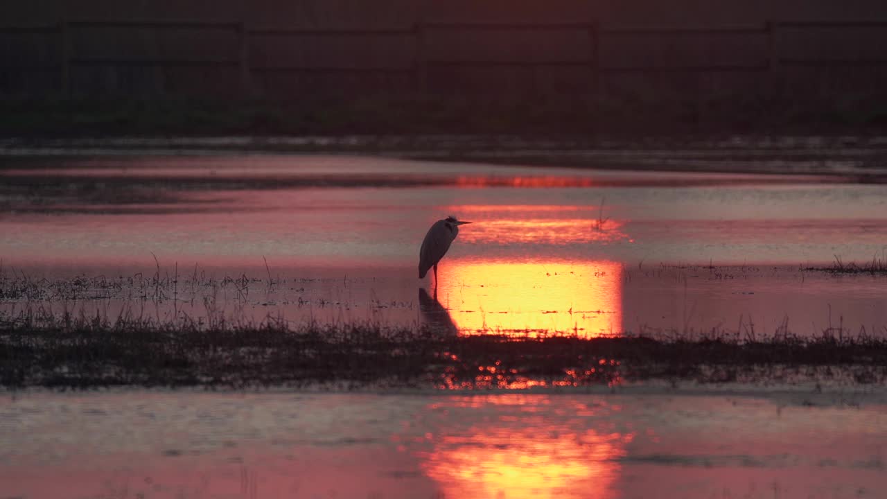 苍鹭和巨大的红日倒映在湿地平静的水面上视频素材