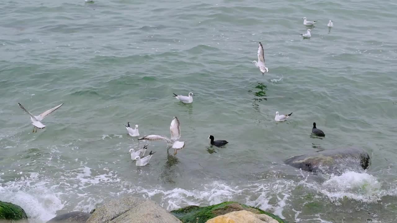 慢动作视频。海鸥，黑鸬鹚游在绿松石般的大海里视频素材