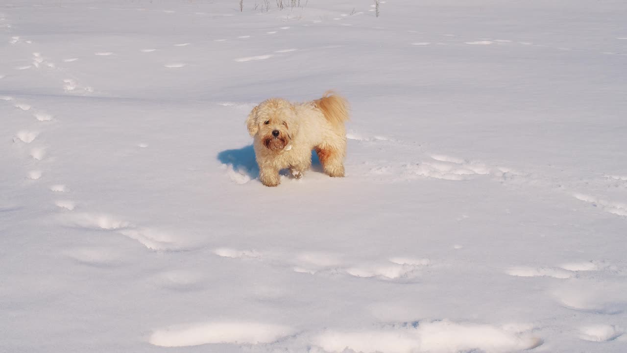 雪天里，小狗在慢镜头里散步视频素材