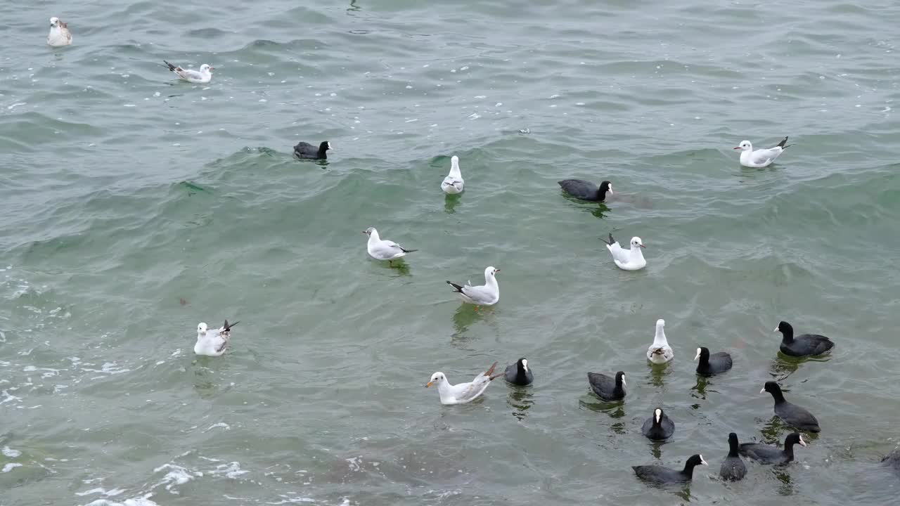 海鸥，黑鸬鹚游在绿松石般的大海里视频素材