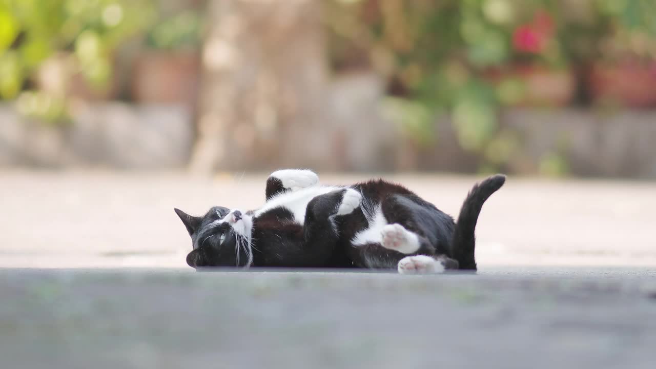 黑猫在地板上打滚视频下载