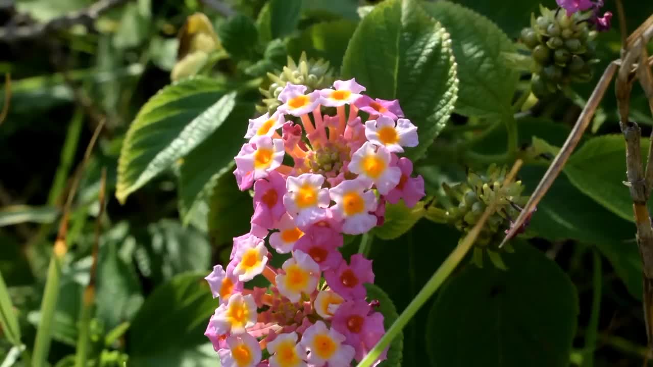 开花植物马缨丹视频素材