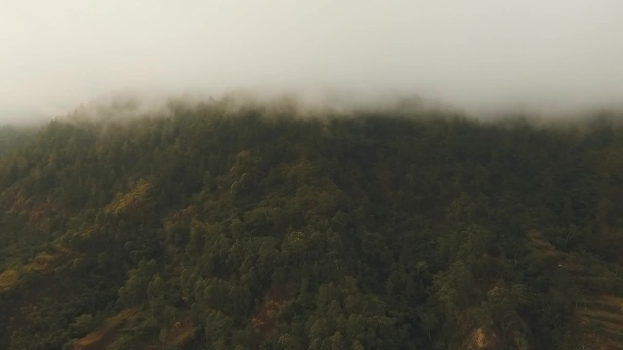 云中雨林，印度尼西亚巴厘岛视频素材