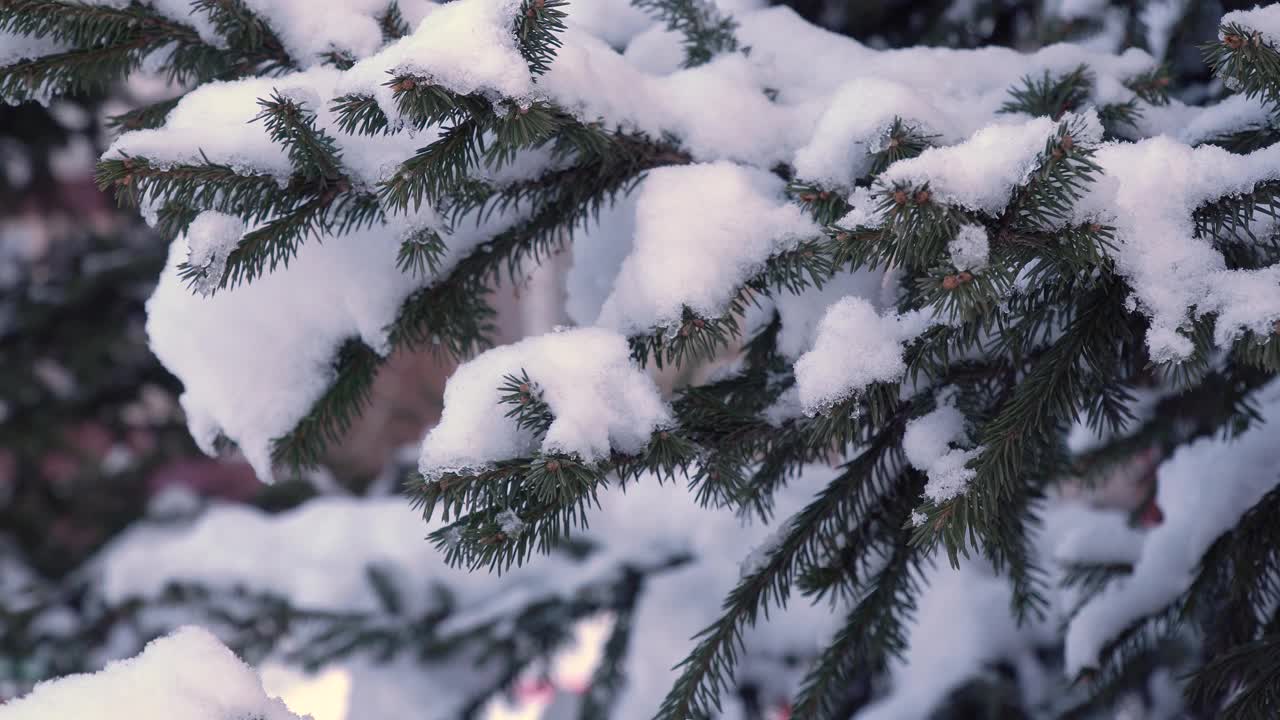 云杉的树枝上覆盖着厚厚的一层雪。白雪覆盖的圣诞树。美丽的森林，冬天公园里的树木。视频素材