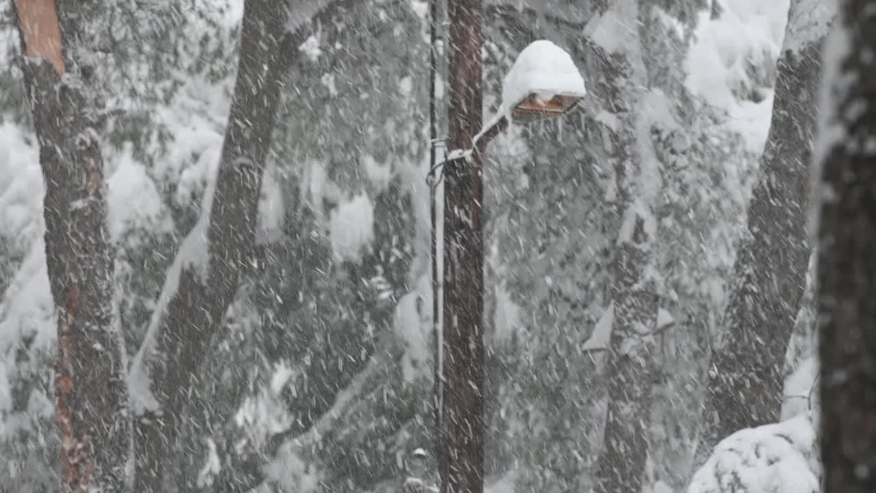 森林里下雪，背景是一盏路灯视频素材