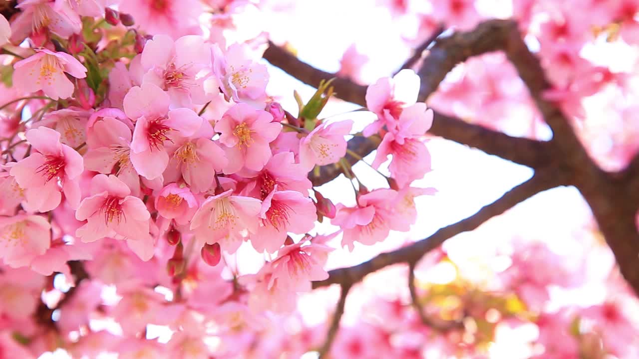 粉红色的樱花盛开了视频素材