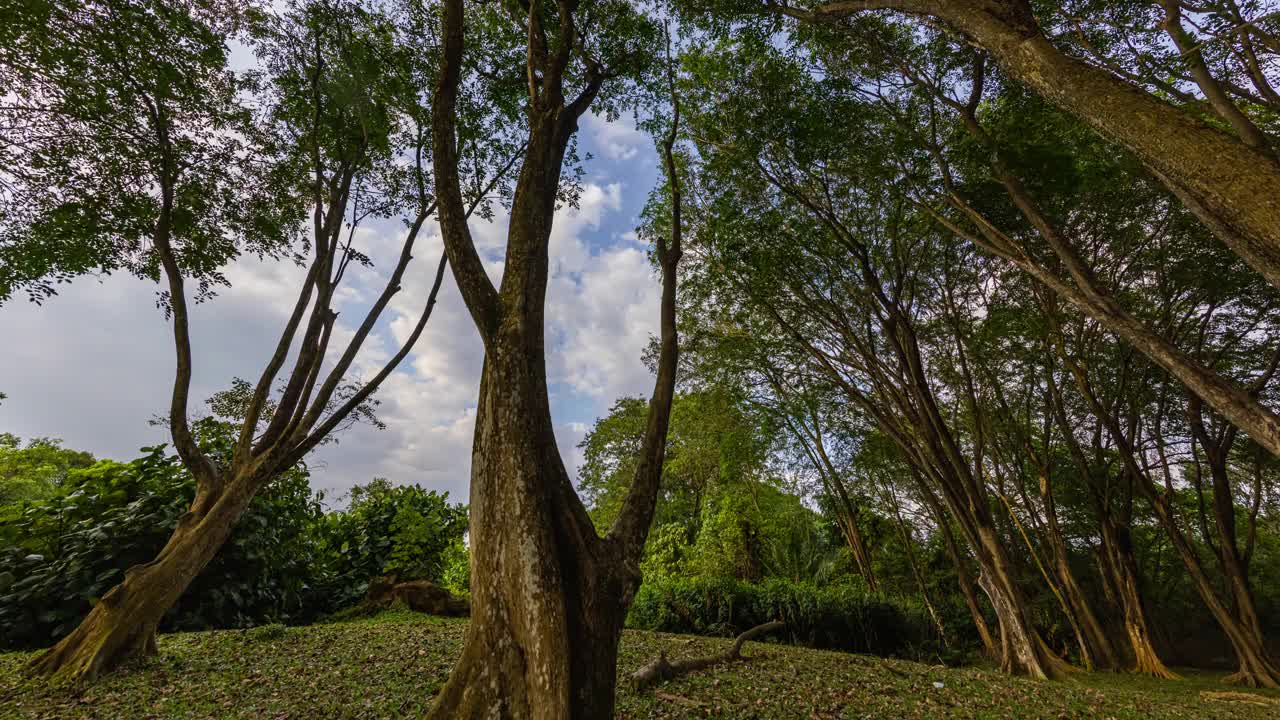 一个巨大的热带树的观点，透过森林的树冠向上看视频素材