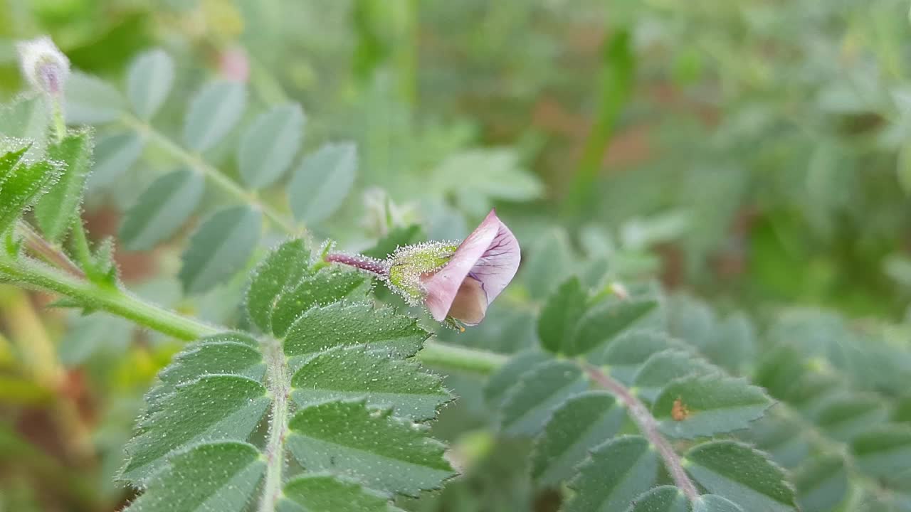 鹰嘴豆在田间种花。视频素材