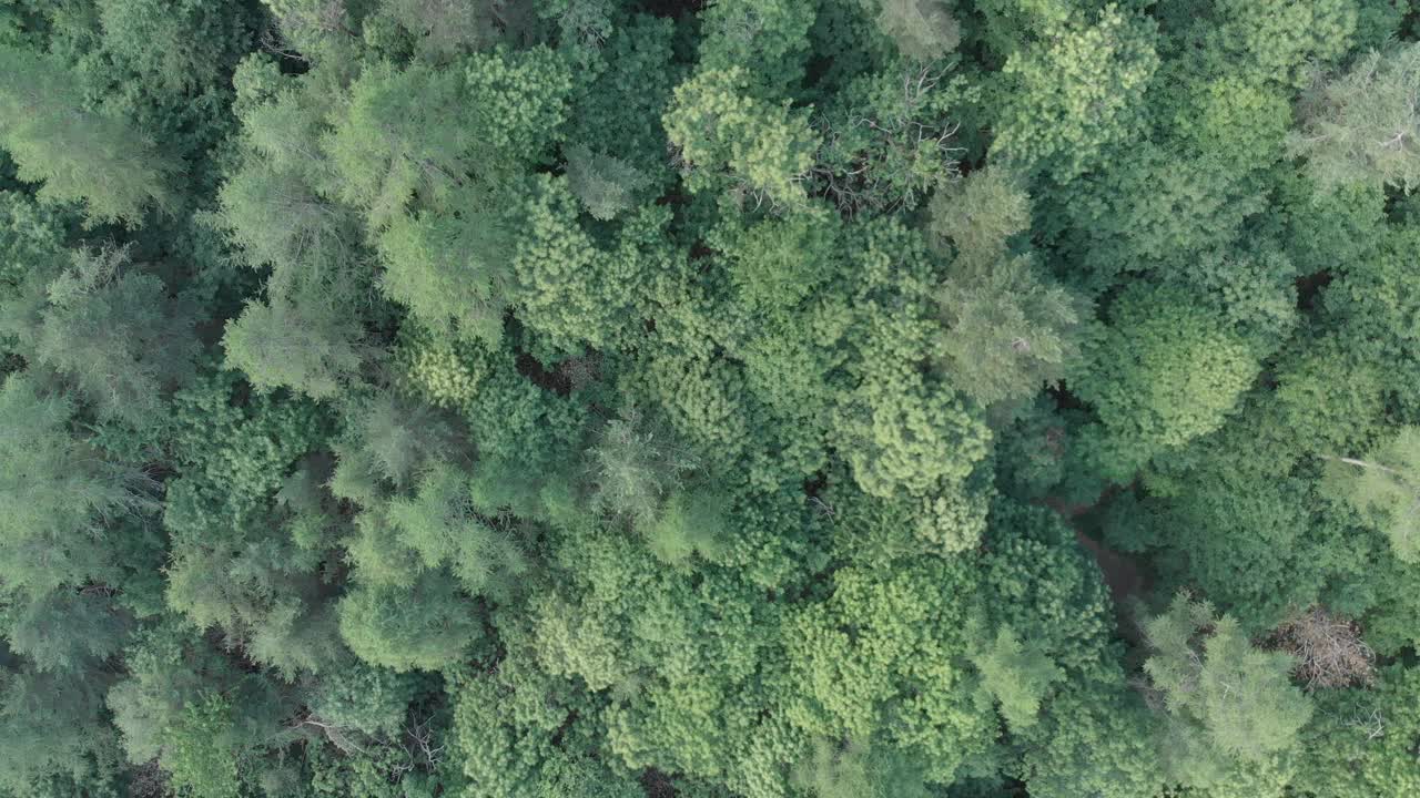 空中飞行:在春天的翠绿森林上空直接飞行视频素材