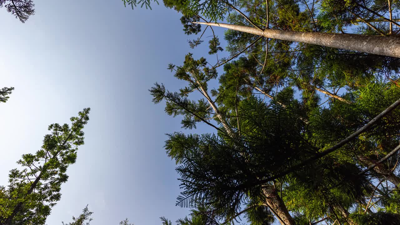 一个阳光明媚的夏日，在树荫下视频素材