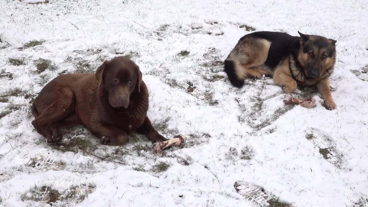 一只德国牧羊犬和一只巧克力色的拉布拉多猎犬躺在雪地里，骨头被两只狗啃着。看,听话视频素材