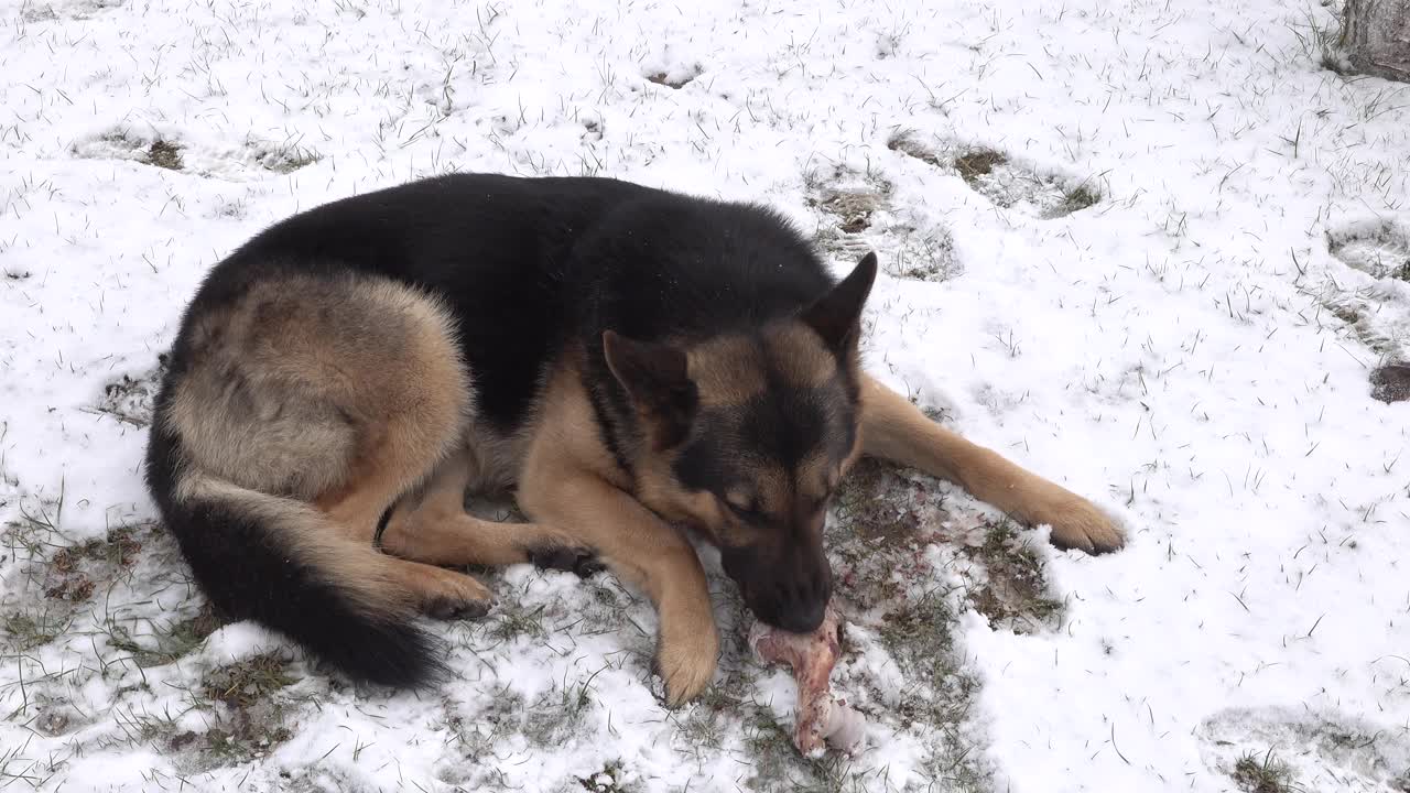 一只德国牧羊犬躺在雪地里，狗在吃骨头。雪地里的脚印视频素材