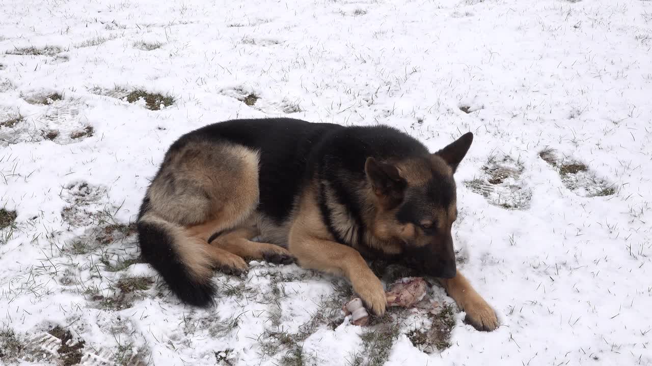 一只德国牧羊犬躺在雪地里，狗在吃骨头。雪地里的脚印视频素材