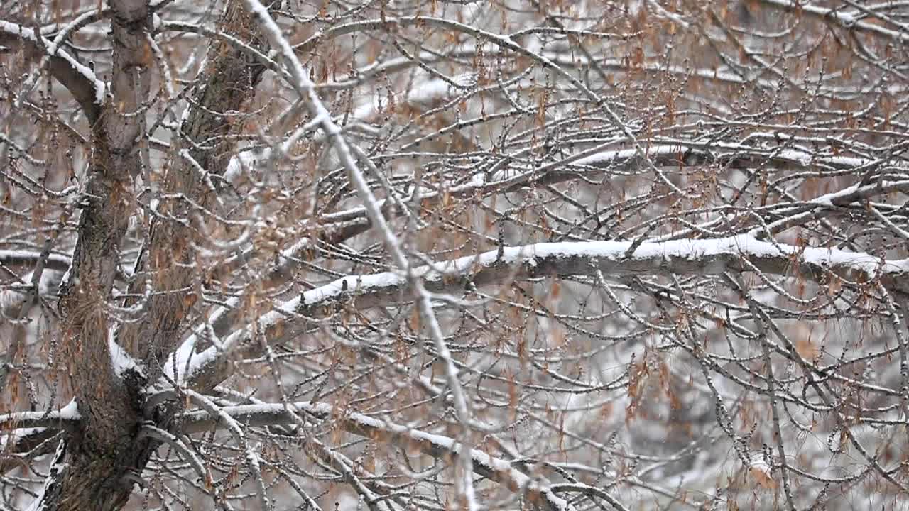 树枝和飘落的雪花。视频下载