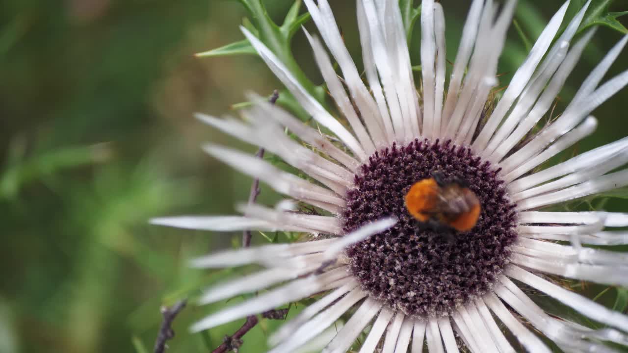 蜜蜂在花蕾上采集花粉。蜂王正在收集蜂蜜。一朵花上的无人机。野生昆虫和生物学。视频素材