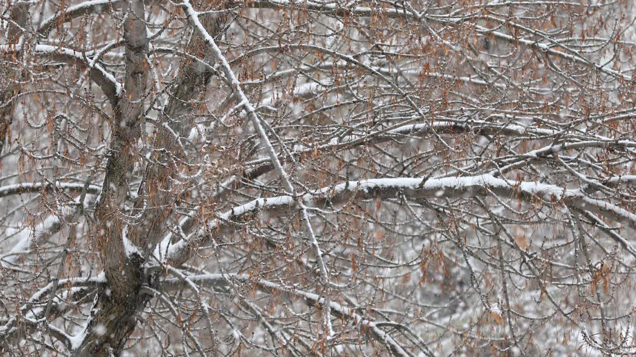 树枝和飘落的雪花。视频素材