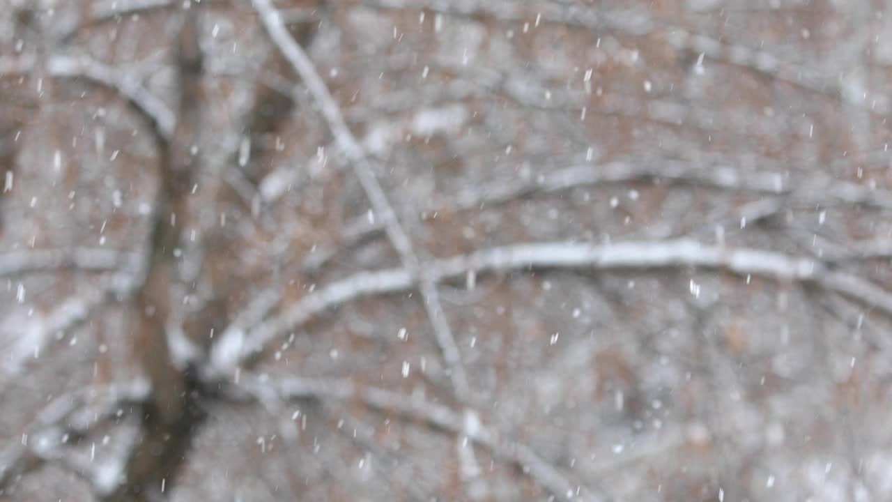 树枝和飘落的雪花。视频下载