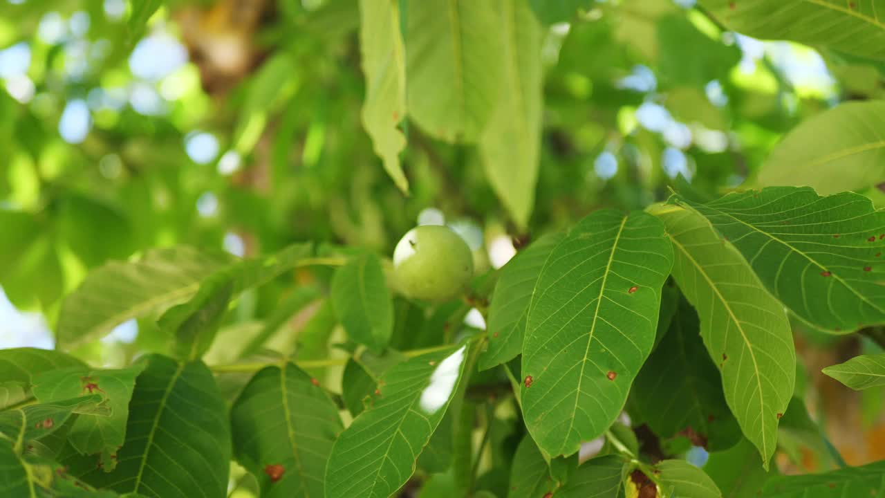 花园里一棵树上的绿色核桃，特写视频素材