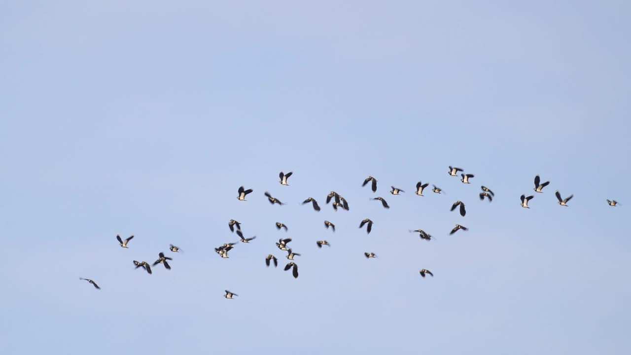 田凫，Vanellus Vanellus，成群飞行视频素材