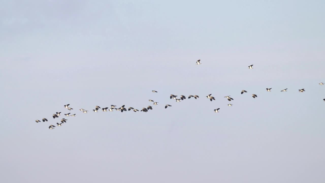 田凫，Vanellus Vanellus，成群飞行视频素材