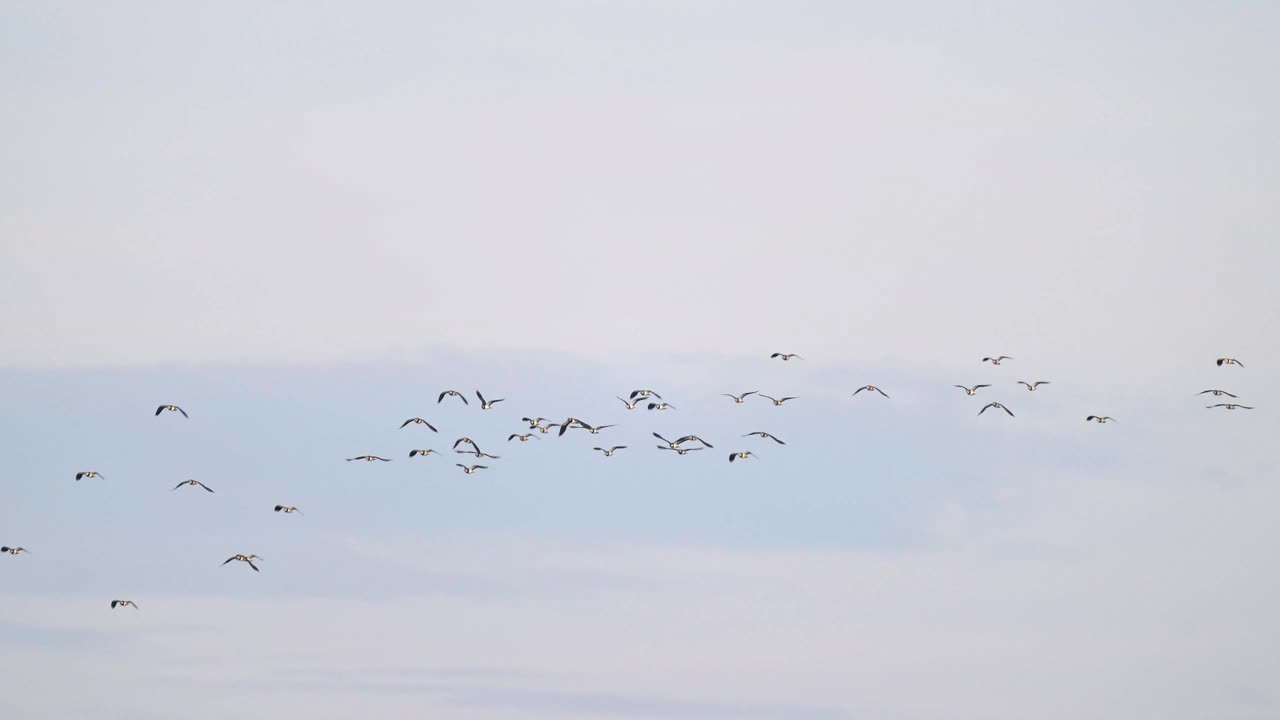 田凫，Vanellus Vanellus，成群飞行视频素材