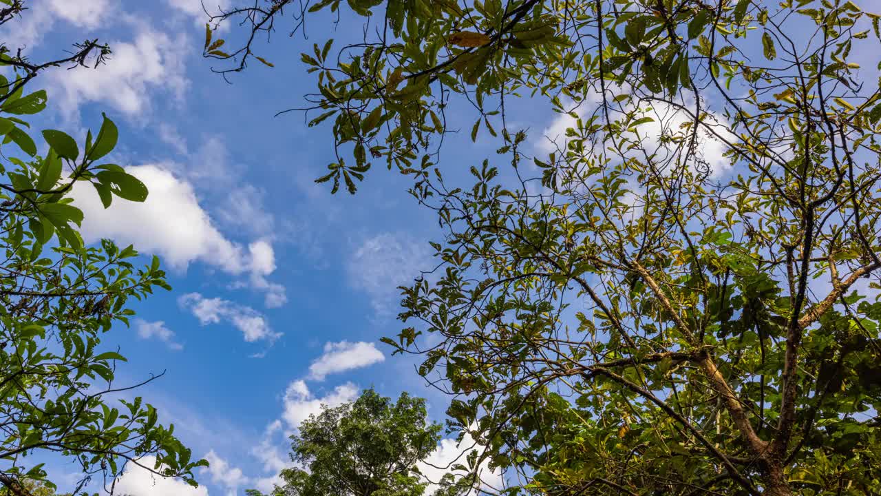 在热带森林背景中查看视频素材