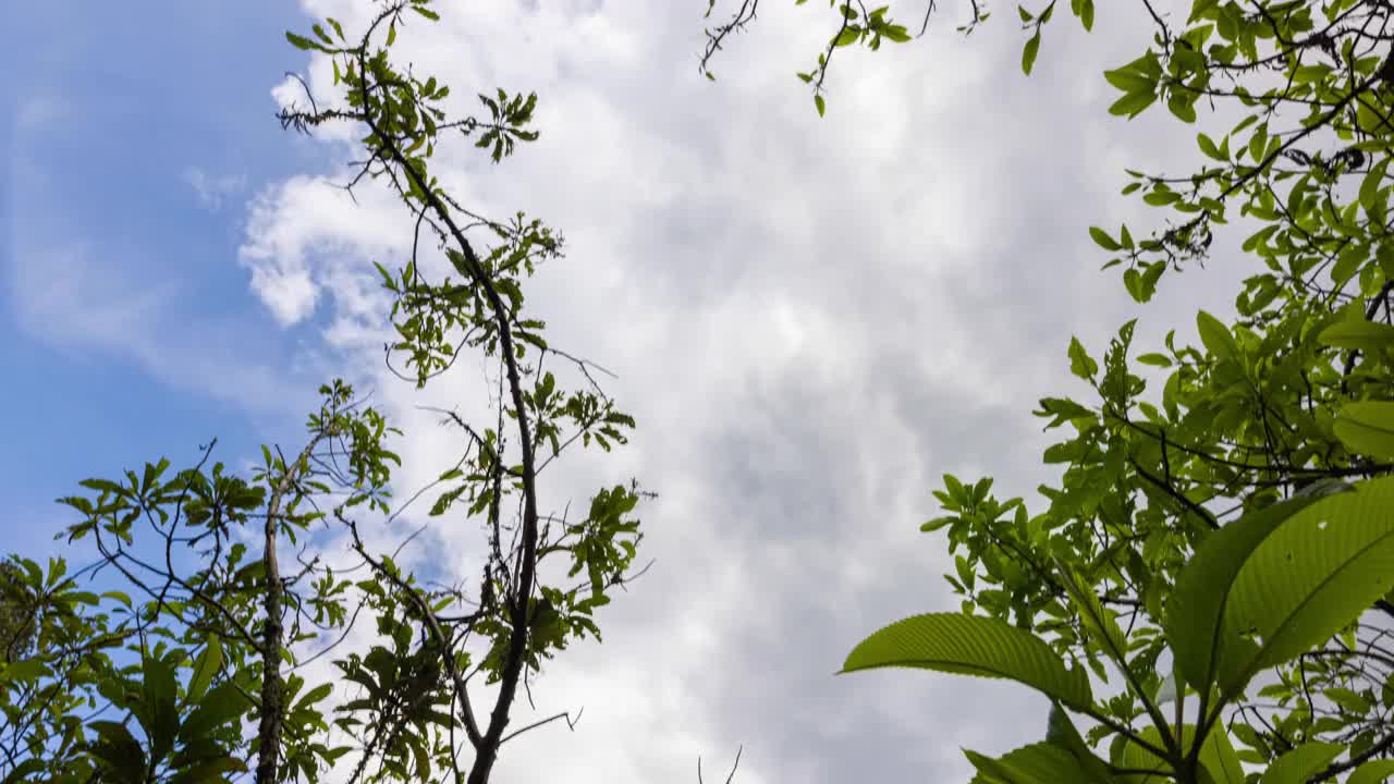 在热带森林背景中查看视频素材