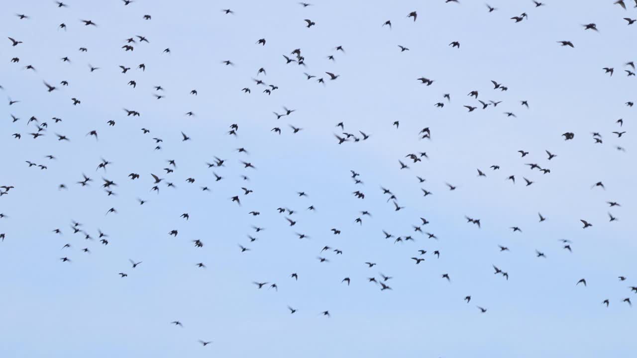 椋鸟，Sturnus vulgaris，蜂群飞行视频素材