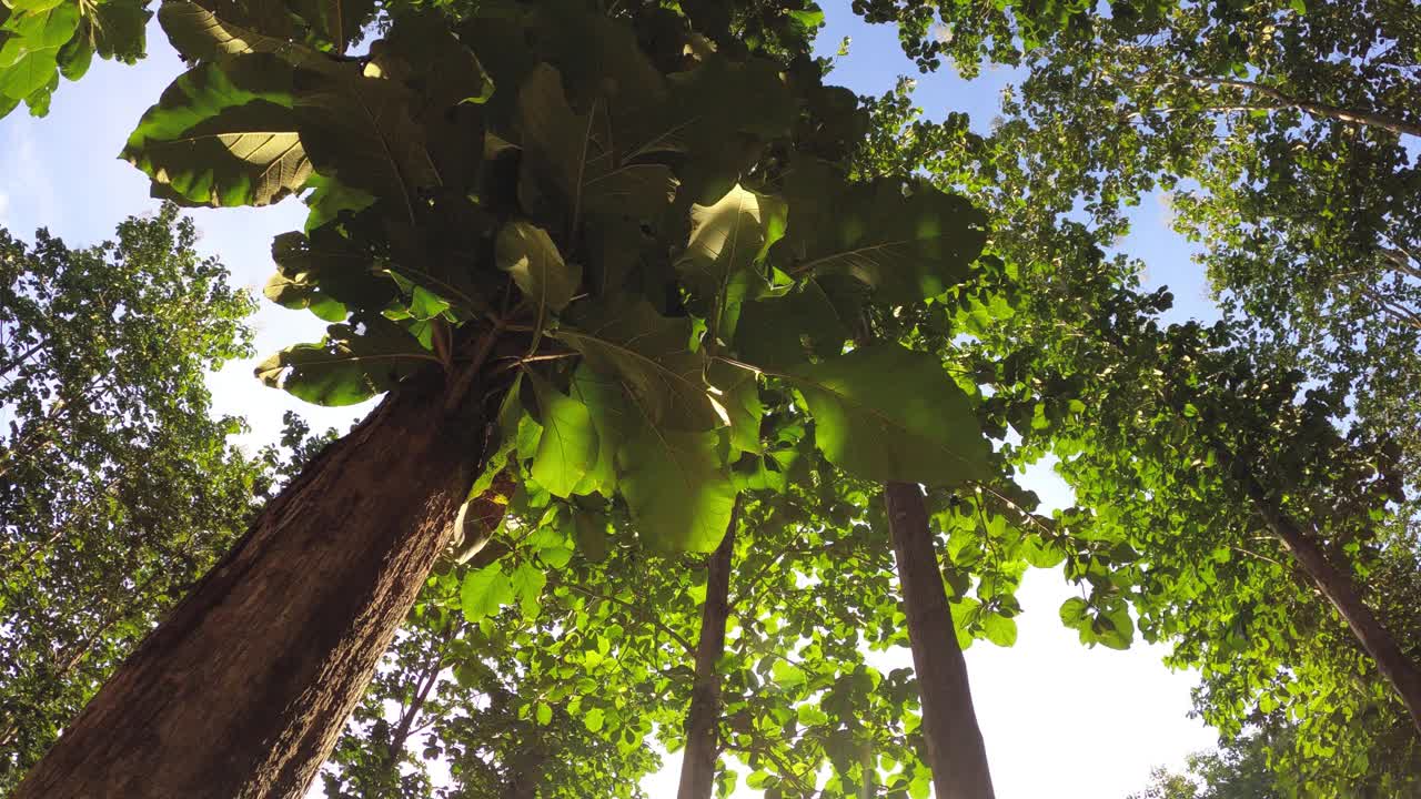 阳光下看柚木树的慢镜头视频素材