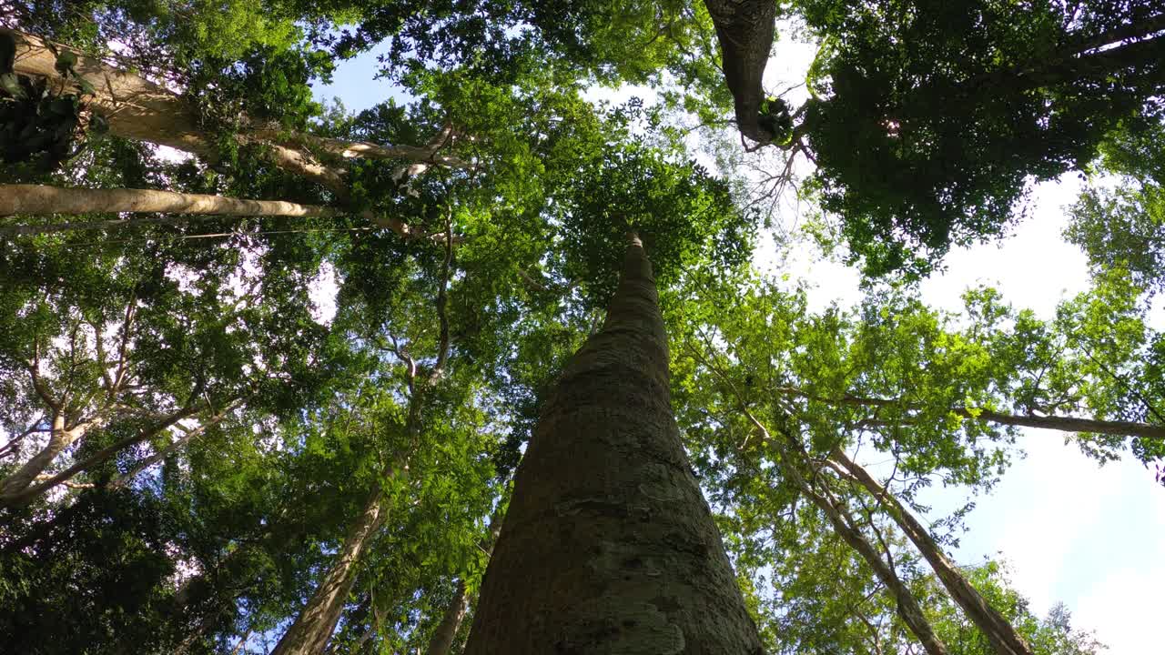 仰望阳光下的树视频素材