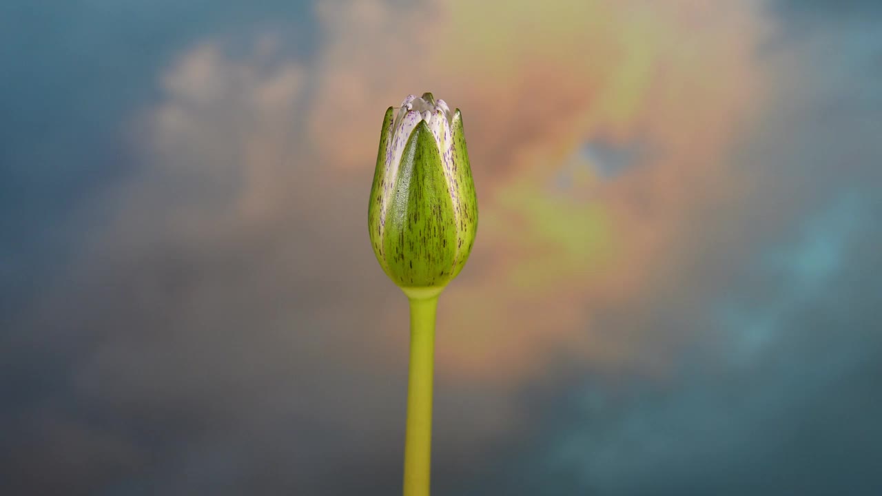 时光流逝，白莲开，睡莲开视频素材