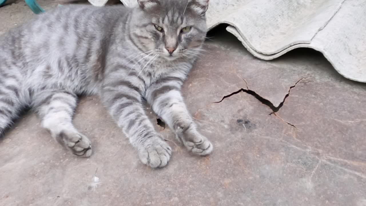 那只灰条纹的猫躺着。超级好的温暖的秋日。视频素材