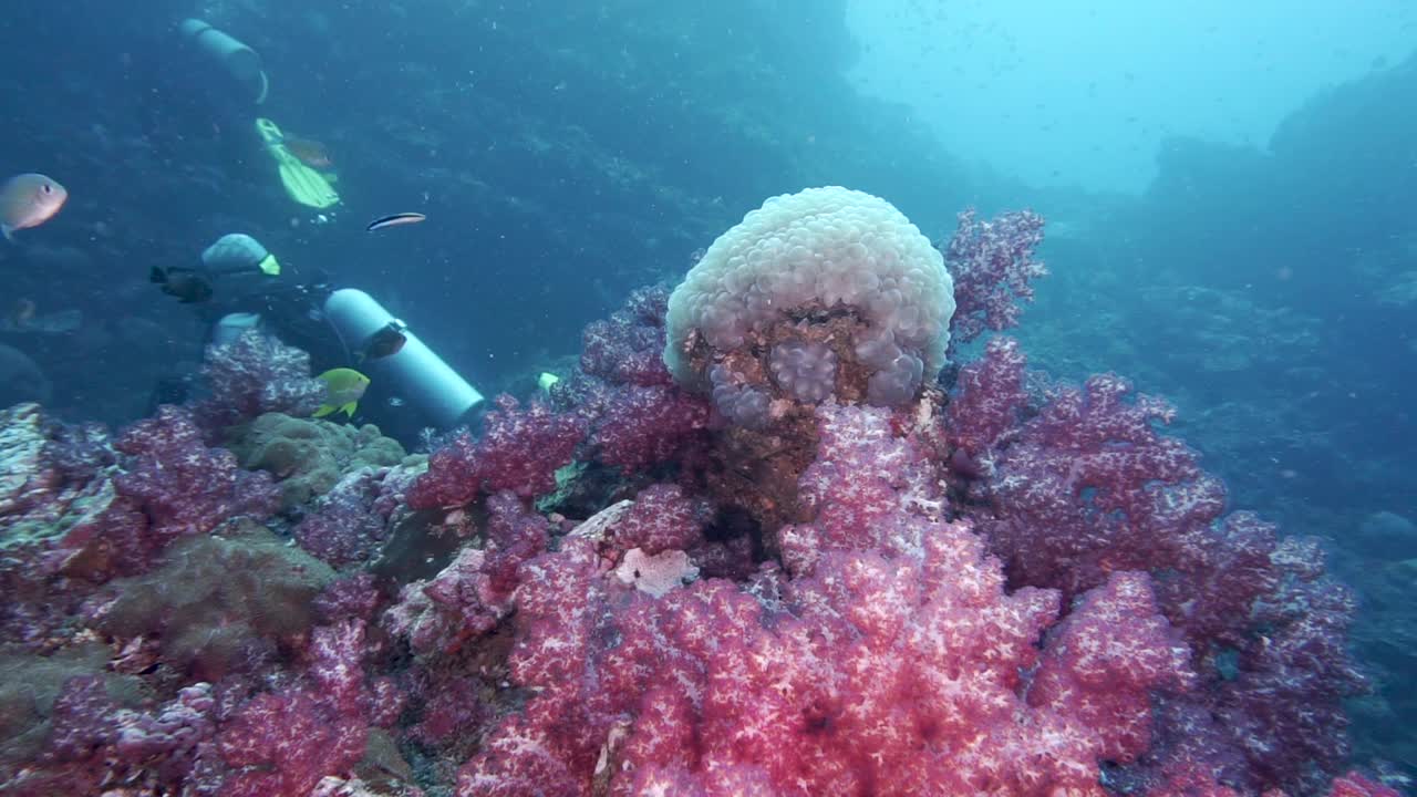 泰国珊瑚礁生态旅游潜水视频素材