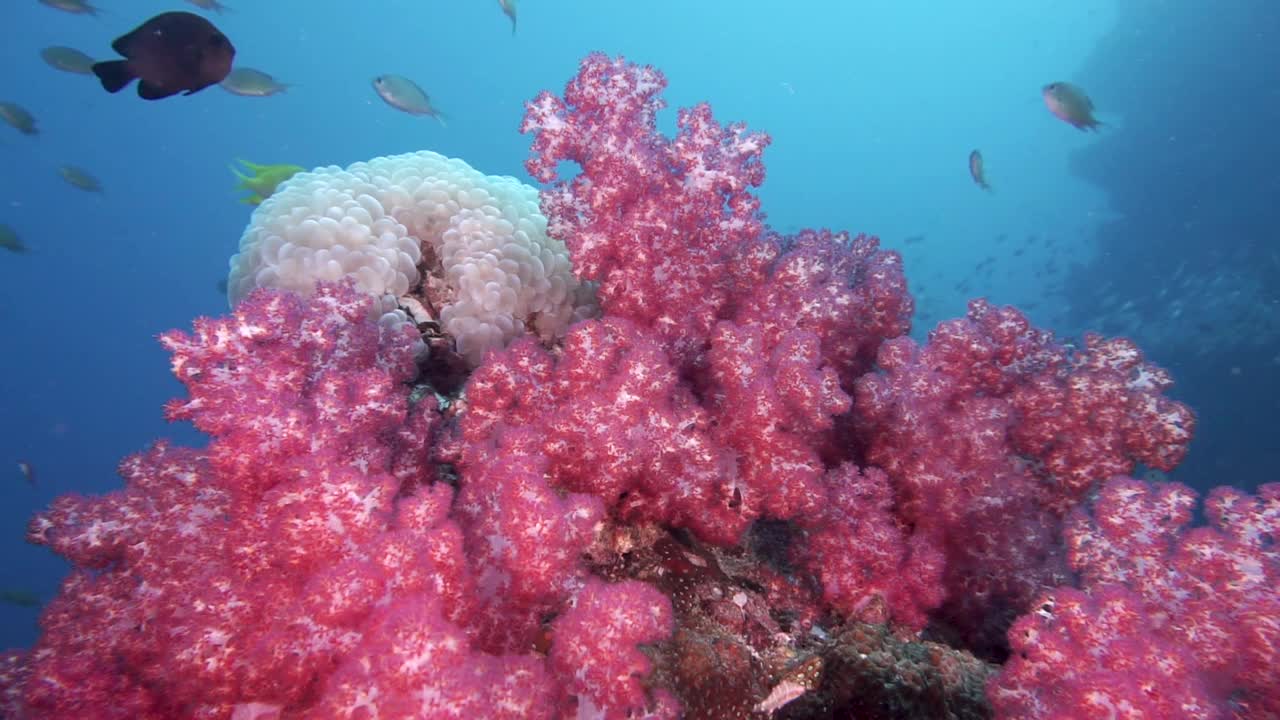 深海潜水员在令人惊叹的粉红色珊瑚礁泰国视频素材