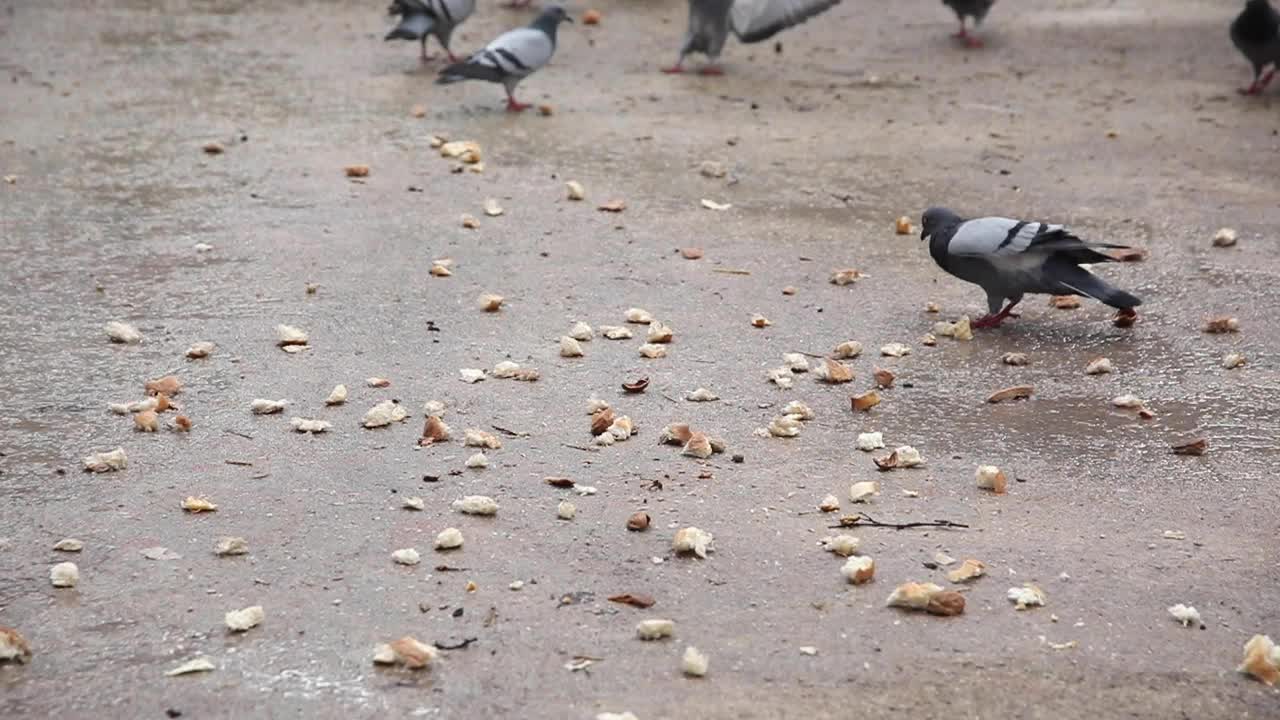 一群鸽子在水泥地板上进食的慢镜头。视频下载