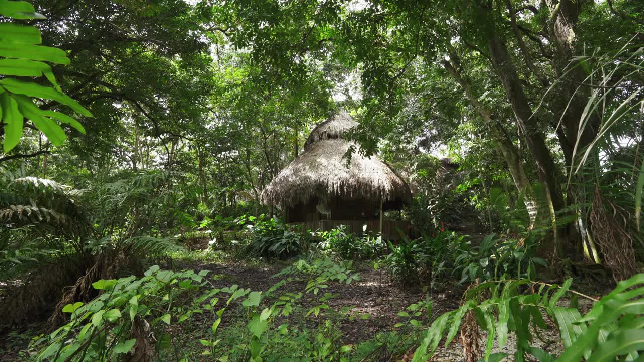 热带雨林中的茅草屋顶小屋视频素材