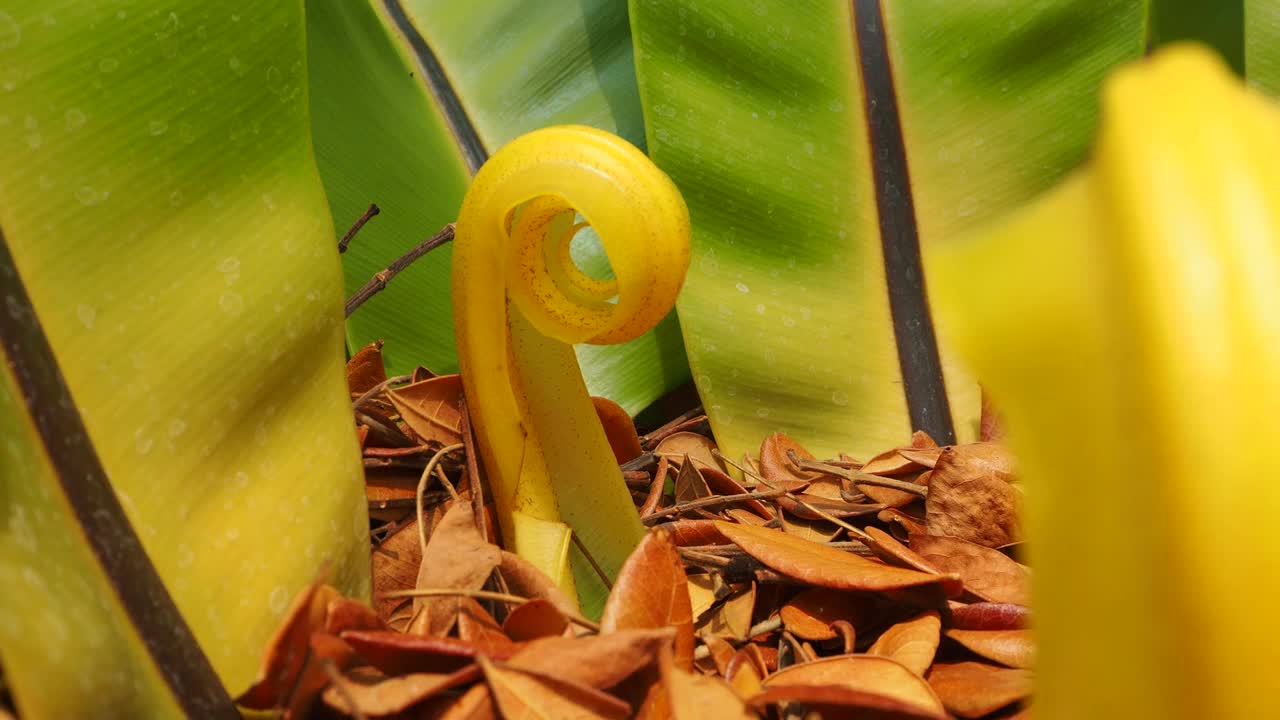 新叶燕窝蕨类(山蕨属)视频素材