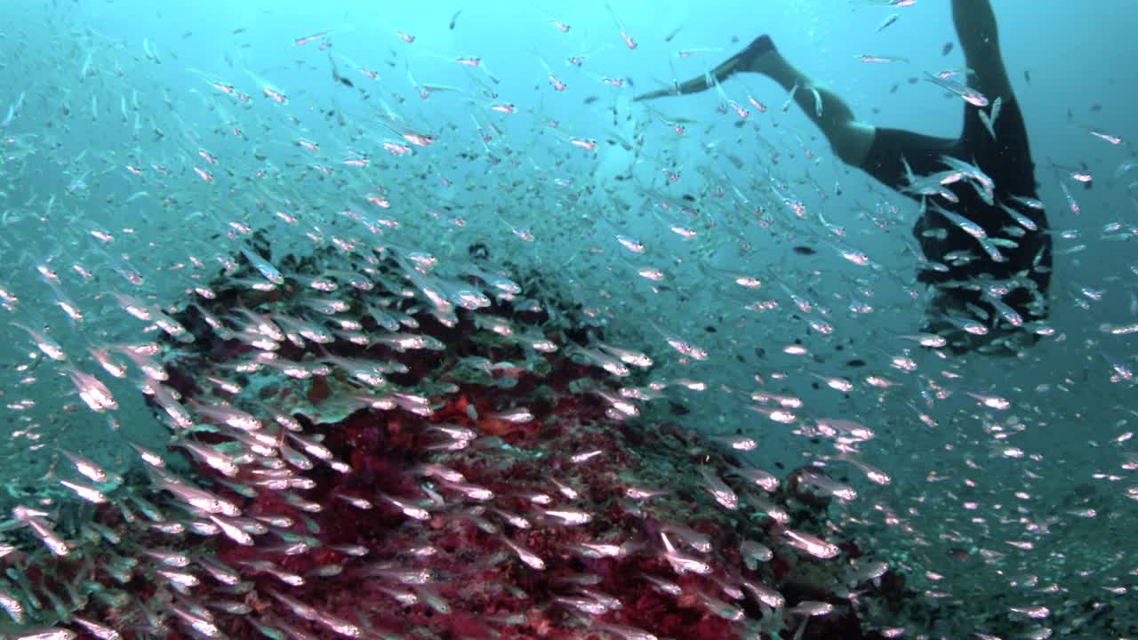 潜水员被一群Glassfish吞没视频素材