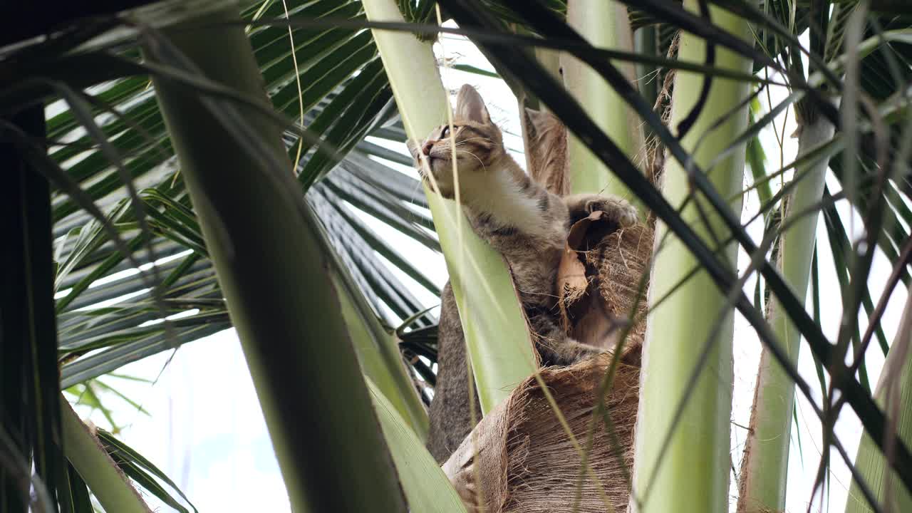一个可爱的猫在椰子树上的特写。视频素材