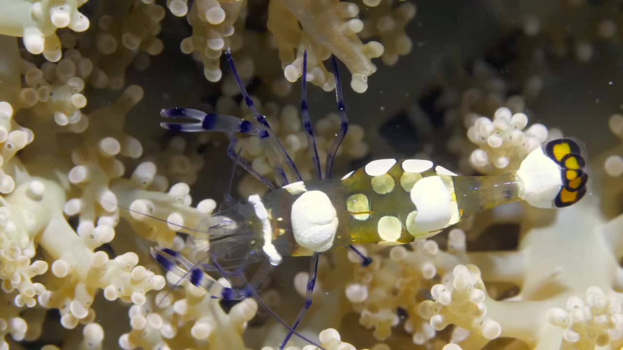 菲律宾海海底珊瑚礁上的白色条纹玻璃虾清洁剂。视频素材