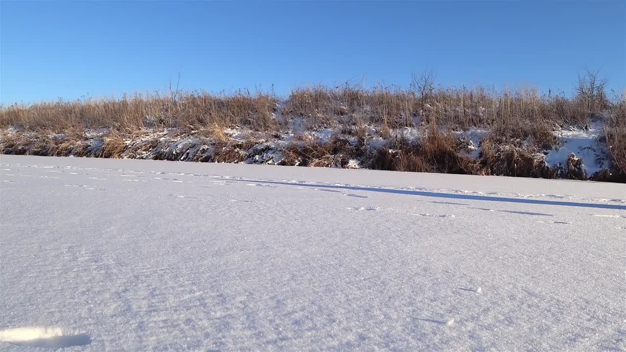 德国牧羊犬跳着抓雪。视频素材