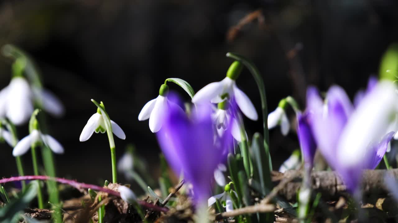 雪花莲春天花视频素材