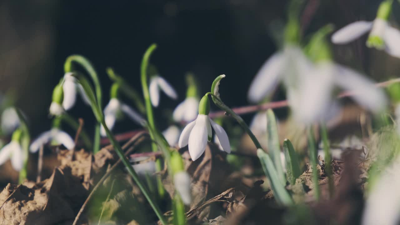 雪花莲春天花视频素材