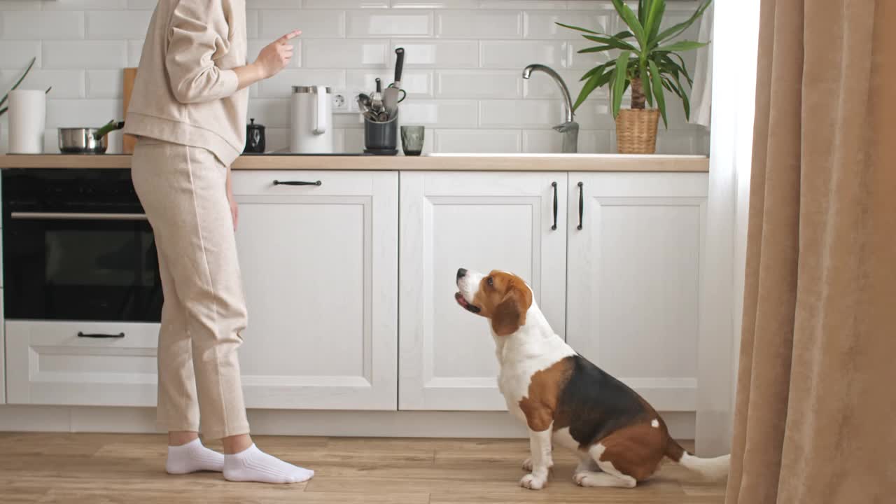 这只小猎犬的女主人正在训练，并给她的宠物喂食。狗坐在家里靠近窗户的地板上执行命令。男人最好的朋友视频素材